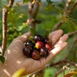 Jabuticaba contribui para controle do apetite e a cognição, aponta estudo da Unicamp em parceria com a Suécia, publicado agora no periódico Food Research International