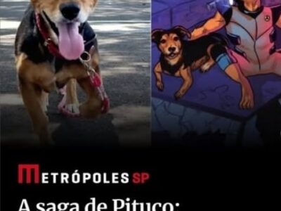 Trajetória de Pituco, o cãozinho herói de Marília, ganha repercussão nacional com reportagem especial no site Metrópoles. Símbolo de várias causas, ganhou o olhar da grande mídia. Veja