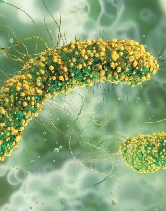 Massas instantâneas contaminadas por bactéria matam 6 pessoas