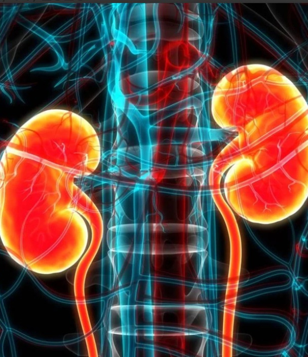 Como o excesso de proteína pode afetar o funcionamento dos rins?