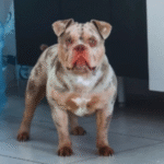 Influenciador acorda sem dedo e descobre que seu cachorro comeu