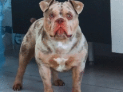 Influenciador acorda sem dedo e descobre que seu cachorro comeu