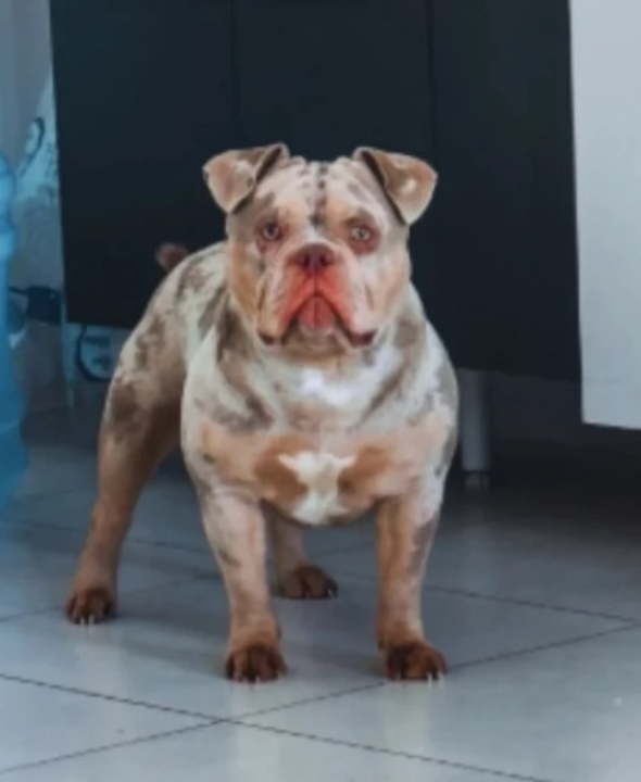 Influenciador acorda sem dedo e descobre que seu cachorro comeu