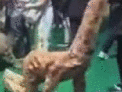 VÍDEO: COP30 vira circo verde: atores fantasiados rastejam em nome da biodiversidade; ASSISTA