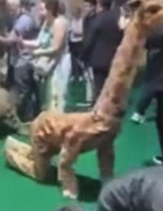 VÍDEO: COP30 vira circo verde: atores fantasiados rastejam em nome da biodiversidade; ASSISTA