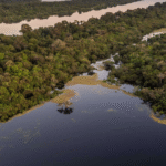 Empresa brasileira usa IA para reflorestar Amazônia e vence prêmio do príncipe William