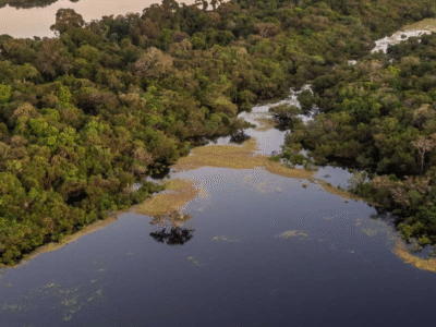 Empresa brasileira usa IA para reflorestar Amazônia e vence prêmio do príncipe William