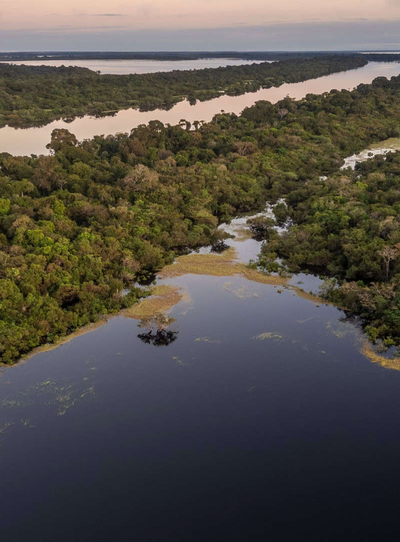 Empresa brasileira usa IA para reflorestar Amazônia e vence prêmio do príncipe William