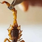 São Paulo registra 34 mil acidentes com escorpião e governo faz alerta