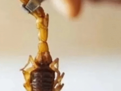 São Paulo registra 34 mil acidentes com escorpião e governo faz alerta