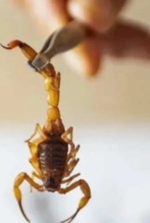 São Paulo registra 34 mil acidentes com escorpião e governo faz alerta