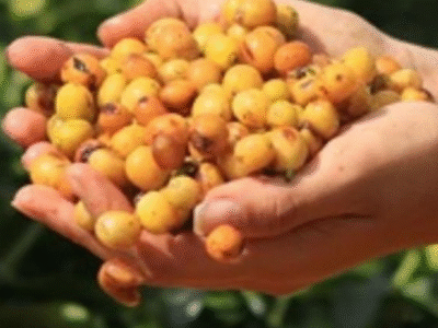 Para onde vão os cafés mais premiados do Brasil, que custam até mais de R$ 1 mil o quilo