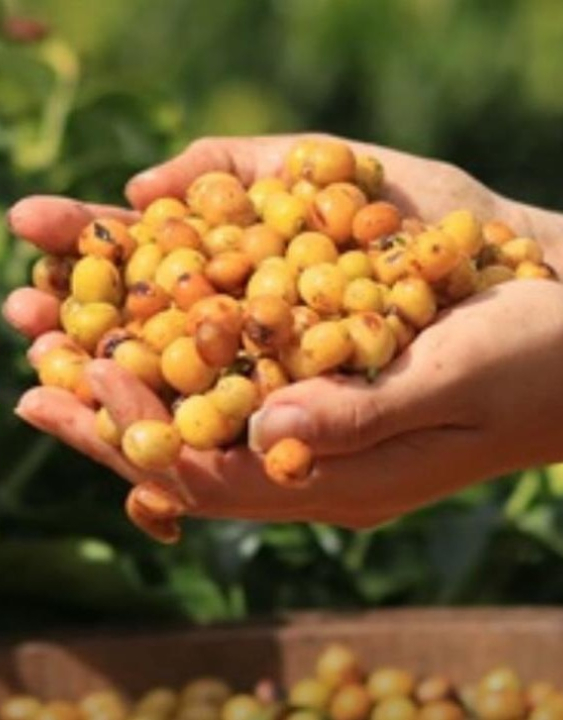 Para onde vão os cafés mais premiados do Brasil, que custam até mais de R$ 1 mil o quilo