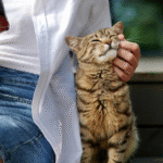 Segundo novo estudo, gatos falam — nós é que não entendemos