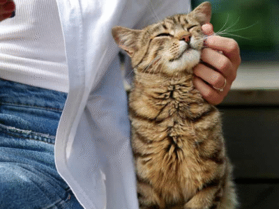 Segundo novo estudo, gatos falam — nós é que não entendemos