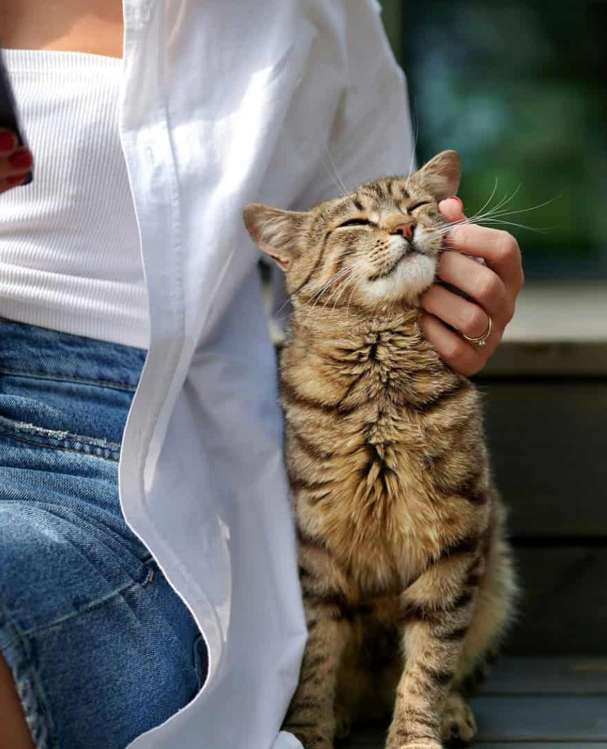 Segundo novo estudo, gatos falam — nós é que não entendemos