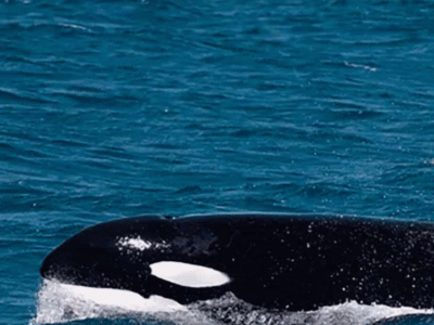 Orcas e tubarões-brancos são flagrados duelando. Quem levou a melhor?