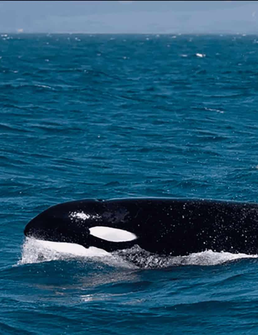 Orcas e tubarões-brancos são flagrados duelando. Quem levou a melhor?