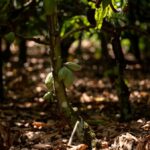 Sicredi na COP30 reforça a importância das cooperativas de crédito como solução estratégica no enfrentamento aos desafios climáticos