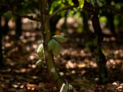 Sicredi na COP30 reforça a importância das cooperativas de crédito como solução estratégica no enfrentamento aos desafios climáticos