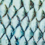 Curativo de pele de tilápia avança para indústria e mira atendimento nacional pelo SUS