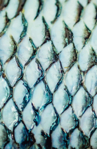 Curativo de pele de tilápia avança para indústria e mira atendimento nacional pelo SUS