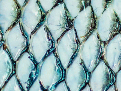 Curativo de pele de tilápia avança para indústria e mira atendimento nacional pelo SUS