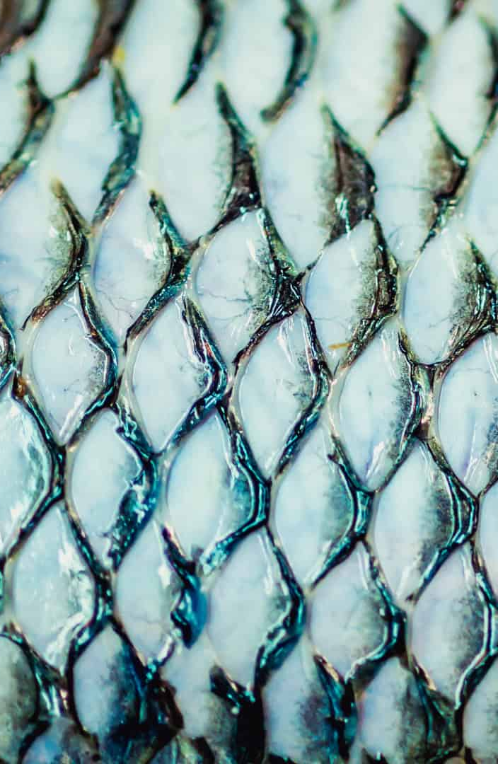 Curativo de pele de tilápia avança para indústria e mira atendimento nacional pelo SUS