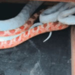 Envio inusitado: Serpentes exóticas são encontradas em pacote de encomenda dos Correios; VEJA VÍDEO