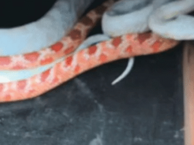 Envio inusitado: Serpentes exóticas são encontradas em pacote de encomenda dos Correios; VEJA VÍDEO