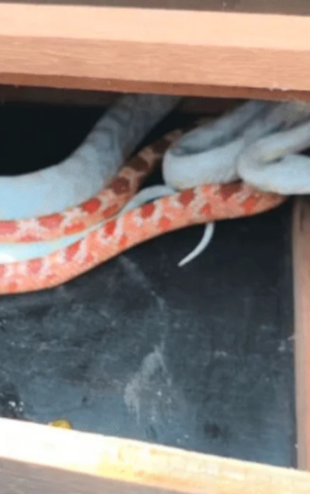 Envio inusitado: Serpentes exóticas são encontradas em pacote de encomenda dos Correios; VEJA VÍDEO