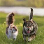 Por que cães e gatos gostam de tapas no bumbum?