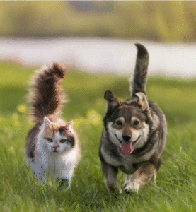 Por que cães e gatos gostam de tapas no bumbum?