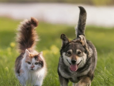 Por que cães e gatos gostam de tapas no bumbum?