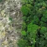 Exploração ilegal no Amazonas cresce sob o governo Lula