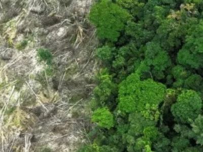 Exploração ilegal no Amazonas cresce sob o governo Lula