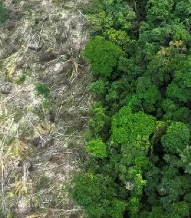 Exploração ilegal no Amazonas cresce sob o governo Lula