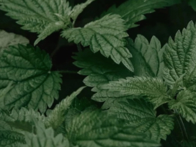 Descoberto a planta mais eficaz para próstata e dores renais, segundo a medicina