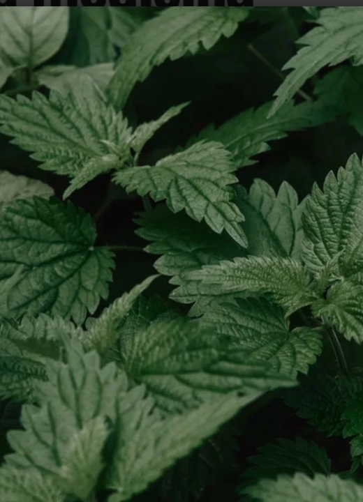 Descoberto a planta mais eficaz para próstata e dores renais, segundo a medicina
