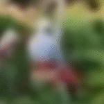 Casal de idosos é flagrado tendo relações sexuais em matagal