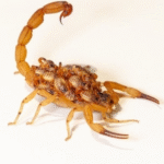 Alerta de escorpiões: Marília já contabiliza mais de 260 casos de acidentes com picadas. Confira como se prevenir, principalmente agora com temperaturas elevadas