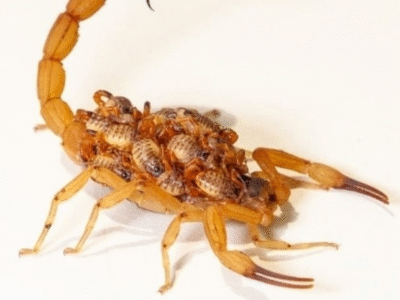 Alerta de escorpiões: Marília já contabiliza mais de 260 casos de acidentes com picadas. Confira como se prevenir, principalmente agora com temperaturas elevadas