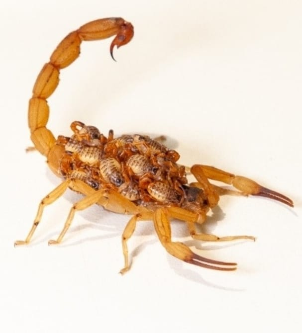 Alerta de escorpiões: Marília já contabiliza mais de 260 casos de acidentes com picadas. Confira como se prevenir, principalmente agora com temperaturas elevadas