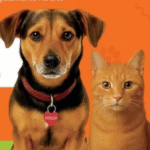 Com estoques críticos e abandono em alta, Nmalls convoca Marília para mobilização emergencial em benefício a pets abandonados. Meta é arrecadar 4.000 quilos para 4 ONGs da cidade. Você pode salvar vidas