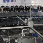 Maior fazenda de vacas leiteiras do Brasil, Fazenda Colorado ordenha 2.400 vacas em seis horas, produz mais de 100 mil litros por dia, aposta em bem-estar animal, genética A2A2 e gestão de precisão; VEJA VIDEO