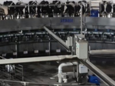 Maior fazenda de vacas leiteiras do Brasil, Fazenda Colorado ordenha 2.400 vacas em seis horas, produz mais de 100 mil litros por dia, aposta em bem-estar animal, genética A2A2 e gestão de precisão; VEJA VIDEO