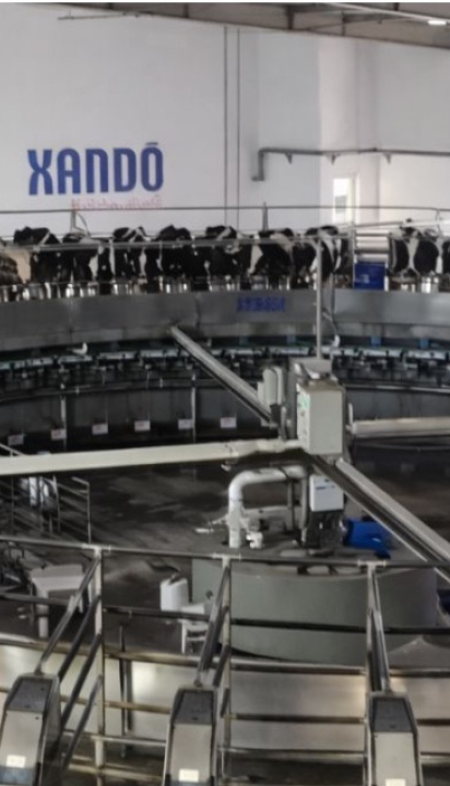 Maior fazenda de vacas leiteiras do Brasil, Fazenda Colorado ordenha 2.400 vacas em seis horas, produz mais de 100 mil litros por dia, aposta em bem-estar animal, genética A2A2 e gestão de precisão; VEJA VIDEO