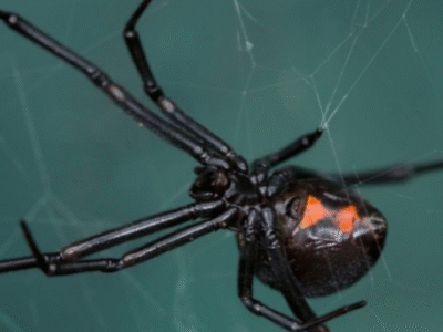 A aranha mais perigosa do mundo adora esse cantinho da sua casa no verão: como e onde achá-la