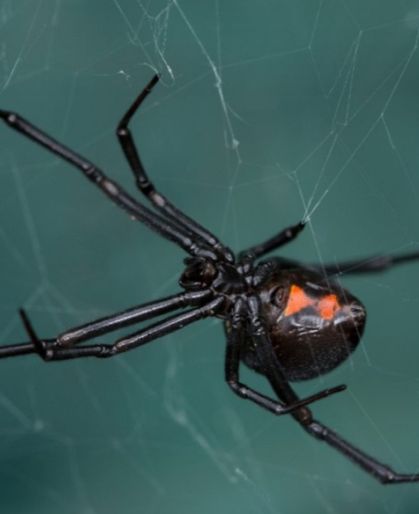A aranha mais perigosa do mundo adora esse cantinho da sua casa no verão: como e onde achá-la