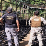 PF descobre laboratório do crime e plantação com 10 mil pés de maconha